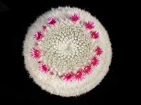 Mammillaria albilanata