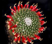 Mammillaria casoi-fruchtend