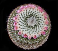 Mammillaria hahniana ssp woodsii