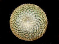 Mammillaria tlalocii