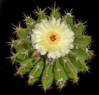 Notocactus corynoides