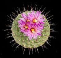 Strombocactus disciformis ssp esperanzae oben