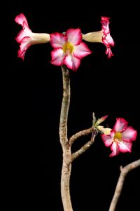 Adenium obesum 