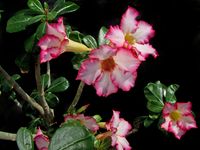 Adenium obesum