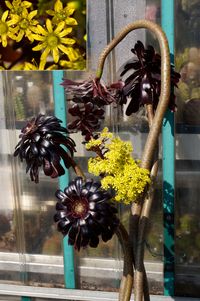 Aeonium arboreum Zwartkop