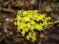 Aeonium arboreum atropurpurea