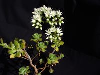 Aeonium decorum