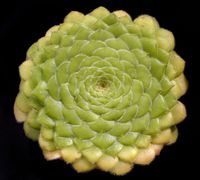 Aeonium tabuliforme 