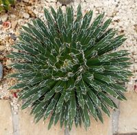 Agave filifera