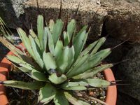 Agave macrocantha