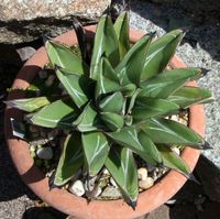 Agave nickelsiae