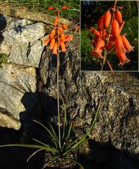 Aloe bellatula