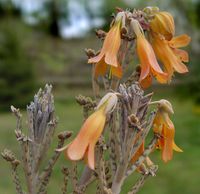 Bryophyllum fusiflorum