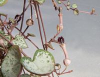 Ceropegia woodii NEZALITO