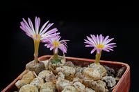 Conophytum ectyphum