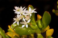 Crassula ovata monstruosa