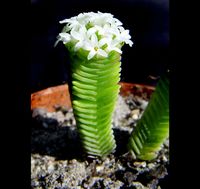 Crassula pyramidalis