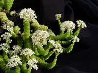 Crassula rupestris v marnierana