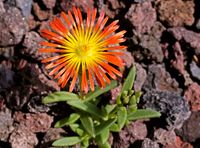 Delosperma Fire Wonder