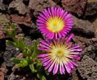 Delosperma Pink Wonder