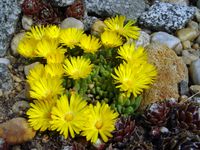 Delosperma congestum