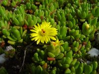 Delosperma lineare