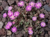 Delosperma spec