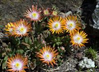 Delosperma-Perfekt Orange