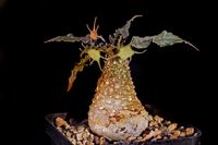 Dorstenia crispa v lancifolia