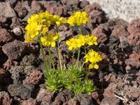 Draba aizoides