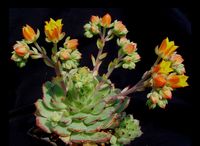 Echeveria derenbergii-2