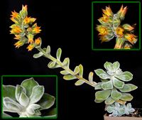 Echeveria pulvinata_1