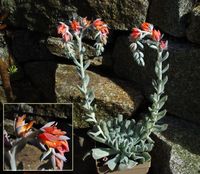 Echeveria runyonii Topsy Turvy