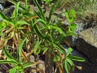 Euphorbia bubalina