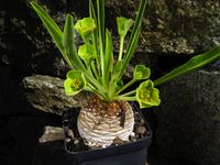 Euphorbia bupleurifolia