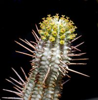 Euphorbia mammillaris fa variegata