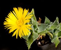 Faucaria felina