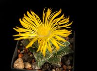 Faucaria tigrina