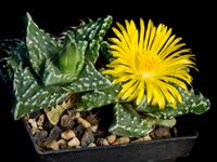 Faucaria tuberculosa Aronami