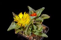 Faucaria tuberculosa