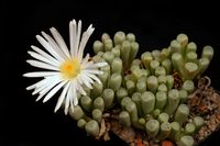 Fenestraria rhopalophylla subsp.rhopalophylla