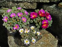 Frithia Sorten