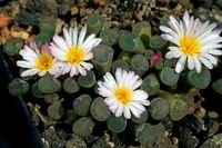 Frithia humilis