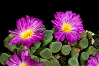 Frithia pulchra