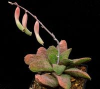 Gasteria batesiana