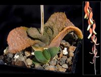 Gasteria brevifolia