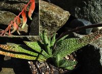 Gasteria verrucosa