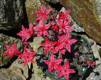 Graptopetalum bellum