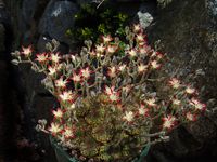 Graptopetalum filiferum