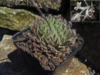 Haworthia aranea